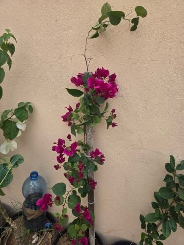 outdoor plant