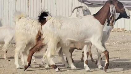 للبيع معزه مشاريك طيبه