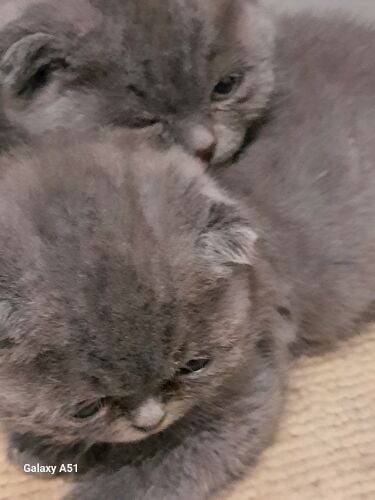 Scottish Fold  ( male )