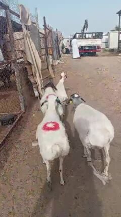 للبيع شويهات برابر طيبه