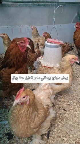 بيض دجاج مخصب تركي وروماني