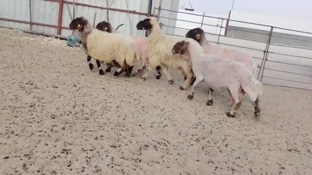 للبيع شويهات سوريه فيها 4 دفيع