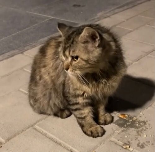 House Cat abandoned for adoption 