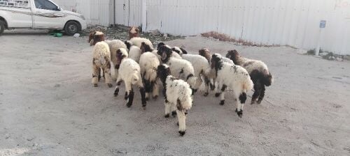 طليان ورخال بلدية طيبة