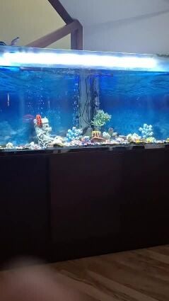 للبيع حوض سمك 