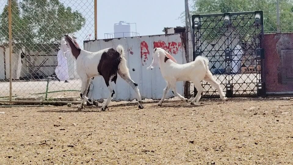 للبيع عنز باكستانية وليد طيبه