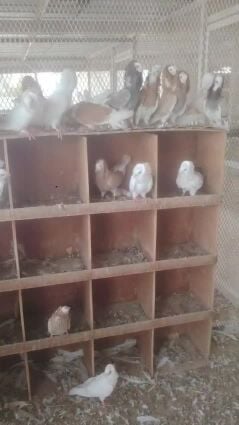 Indonesian pigeons for wholesale