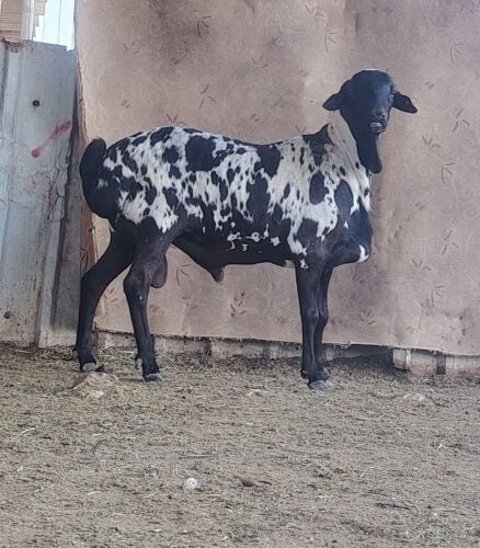 البيع فحل بربر بيرسون طيب