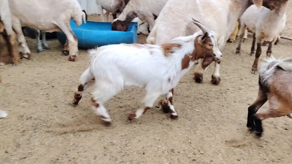 للبيع تيس قزم جداع طيبه