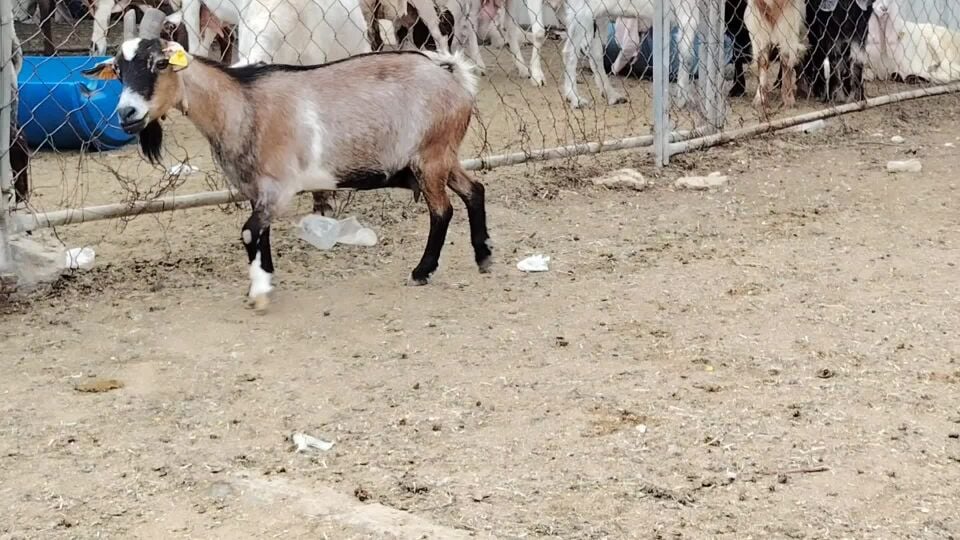 للبيع عنزه قزم بلجيكي بيور طيبه