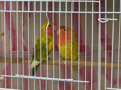 AFRICAN LOVE BIRDS BREEDING PAIRS 