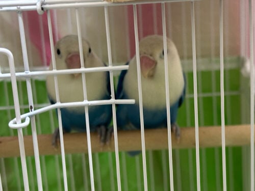 AFRICAN LOVE BIRDS WITH CAGE 