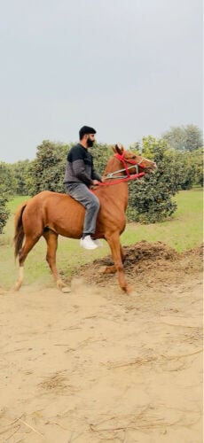 Anyone need a horse trainer Alpets