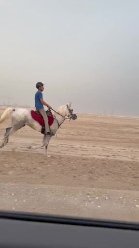 حصان خصي مارثون 