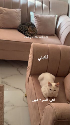 القطط للتبني 