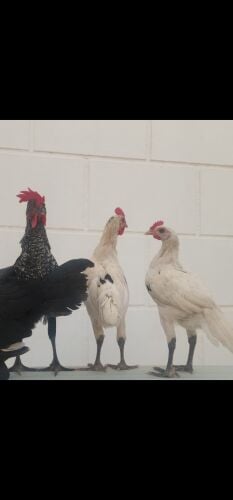 3 roosters for sale