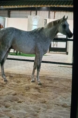 عربه لنقل الخيل من والي اي مكان