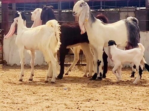 جمدات بكستانيات