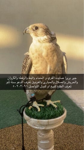 جير بريرا للبيع او للبدل  