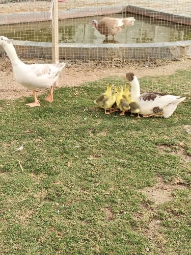 ducks 
