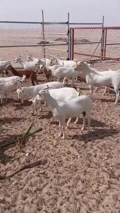 للبيع
