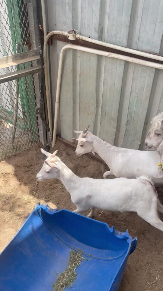 ماعز عماني