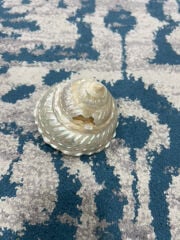 صدفه من البحر 