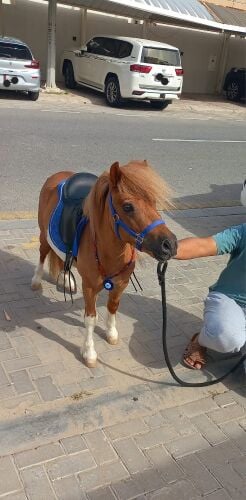 للبيع بوني فحل نادر جدآ طيب