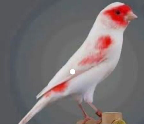 كناري