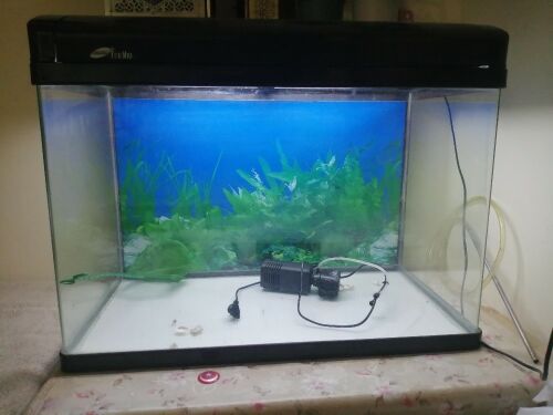 fish aquarium