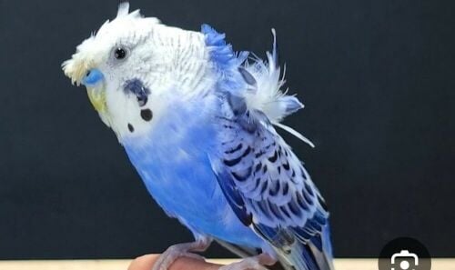 هوقو تفريخ الدوحه منتجين