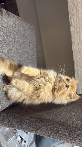 cat