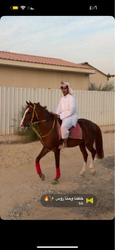 ار ان العب