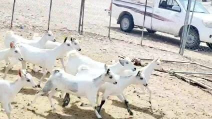 للبيع جمد عمانيات طيبه