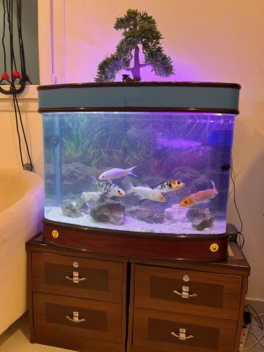 aquarium all set