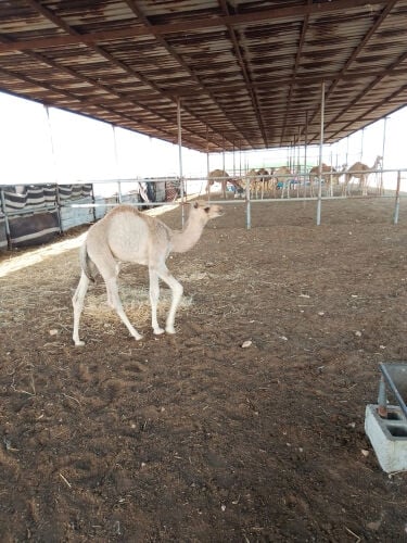 للبيع قعدان سمان تحت امهاتهم 