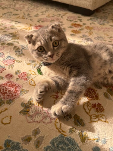 Scottish fold 