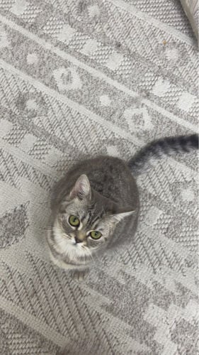 cat