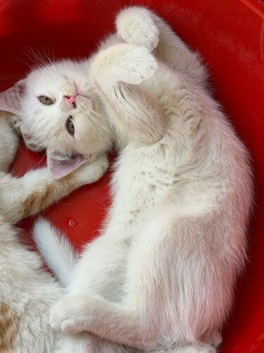 cat for adoption 