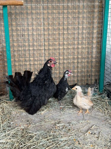 Japanese hen with chicks