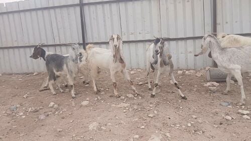 البيع معزا مشريك طيبه فاخرة