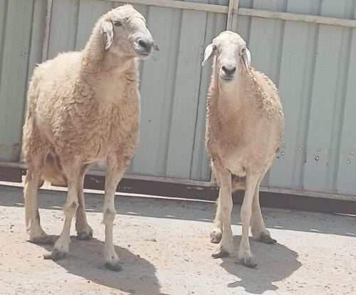 شويهات حريه طيبه