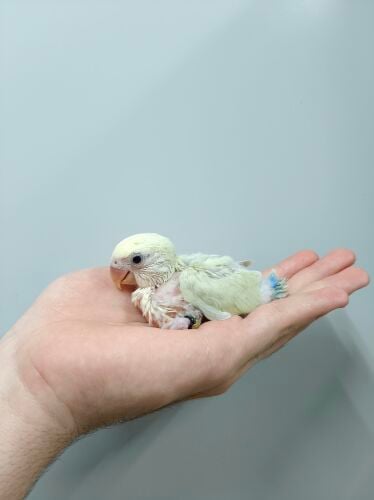 rose chick