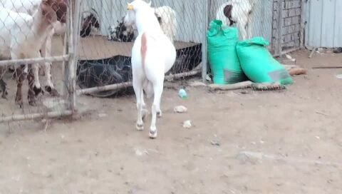 للبيع تيس فحل عماني ابرص اجم
