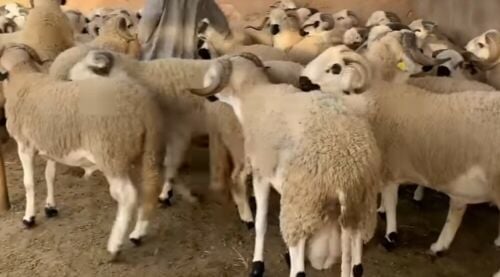 جزار مصري لزبح الاضحيه على الشريع