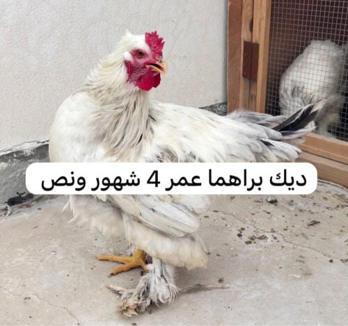 ديوك براهما وتركي 