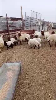 سوريات وليد 