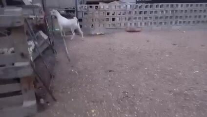 عمانيه طيبه