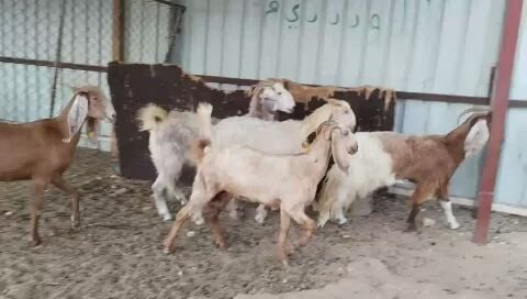 معزا عوارض