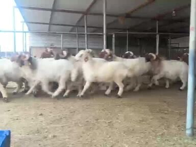 للبيع خرفان جزله 